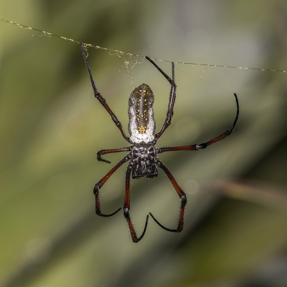 Nephila inaurata madagascariensis