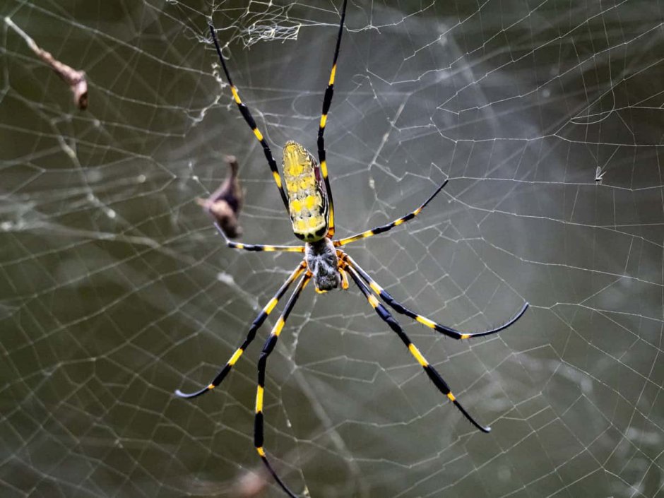 Пауки Nephila clavata