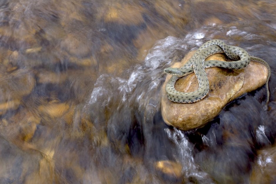 Водяная гадюка