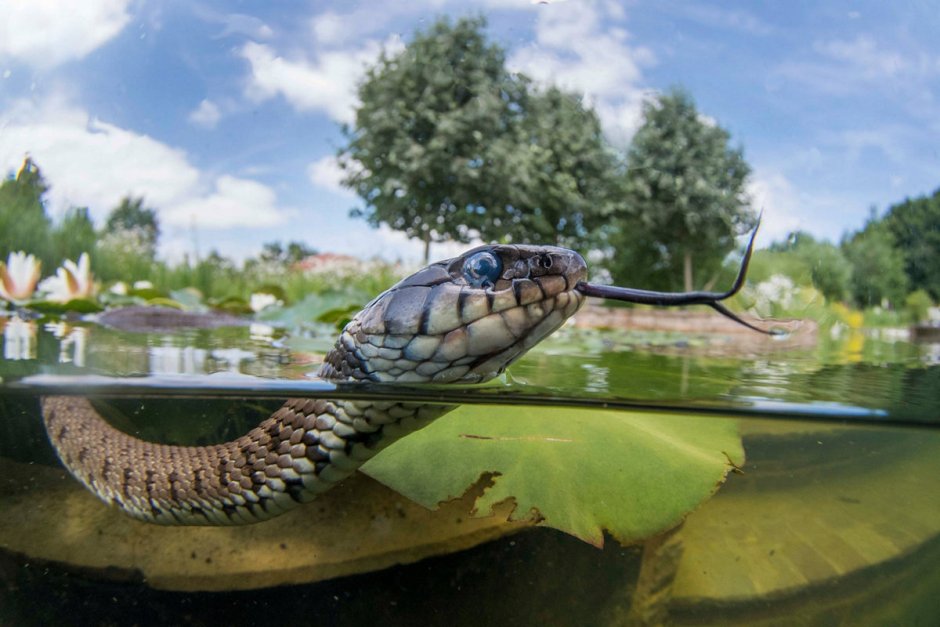 Плавающие змеи