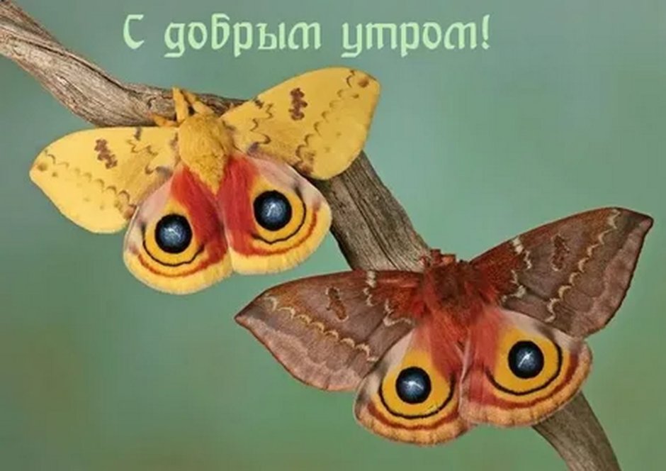 Бабочка Сатурния ио