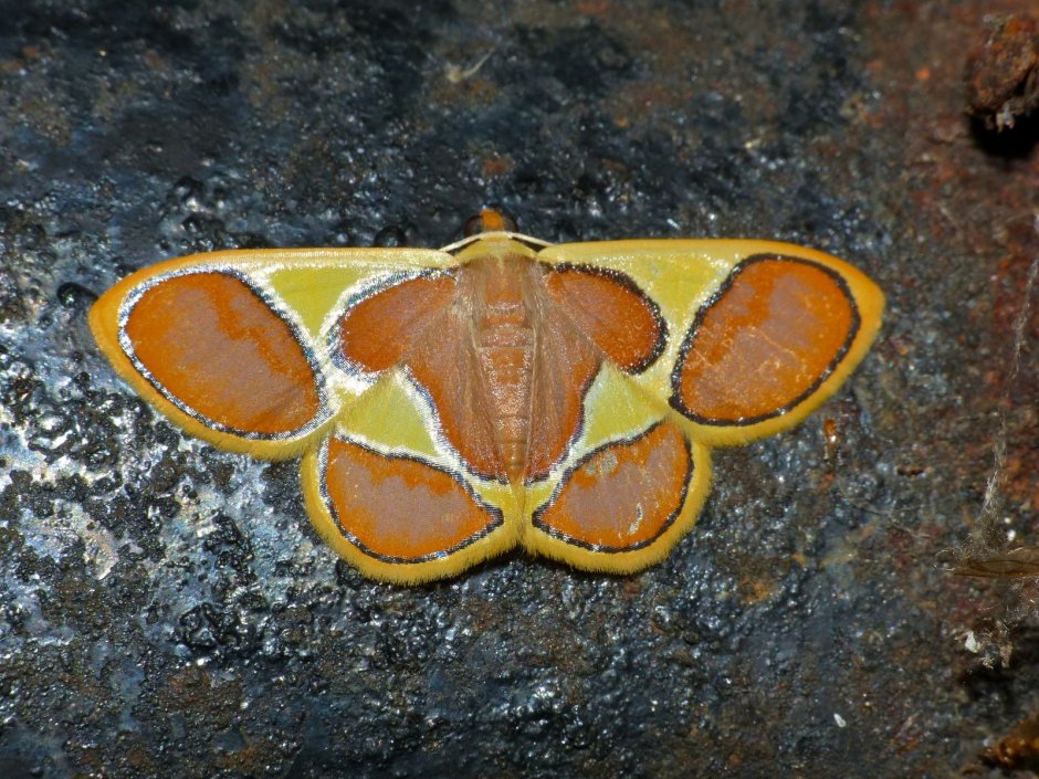 Бабочка Geometrid Moth