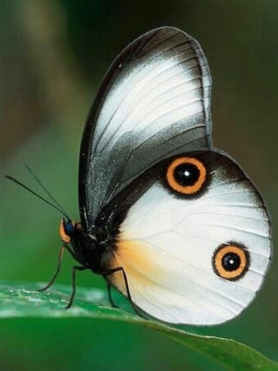 Eudocima phalonia бабочка