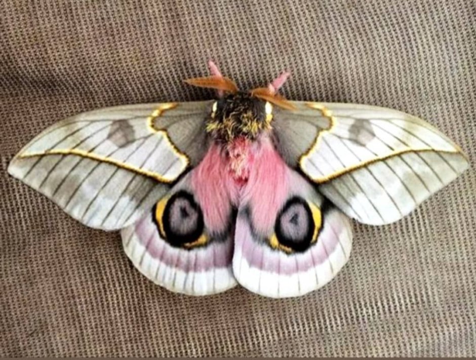 Automeris jucunda