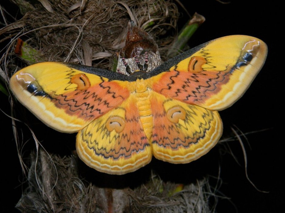 Loepa oberthuri