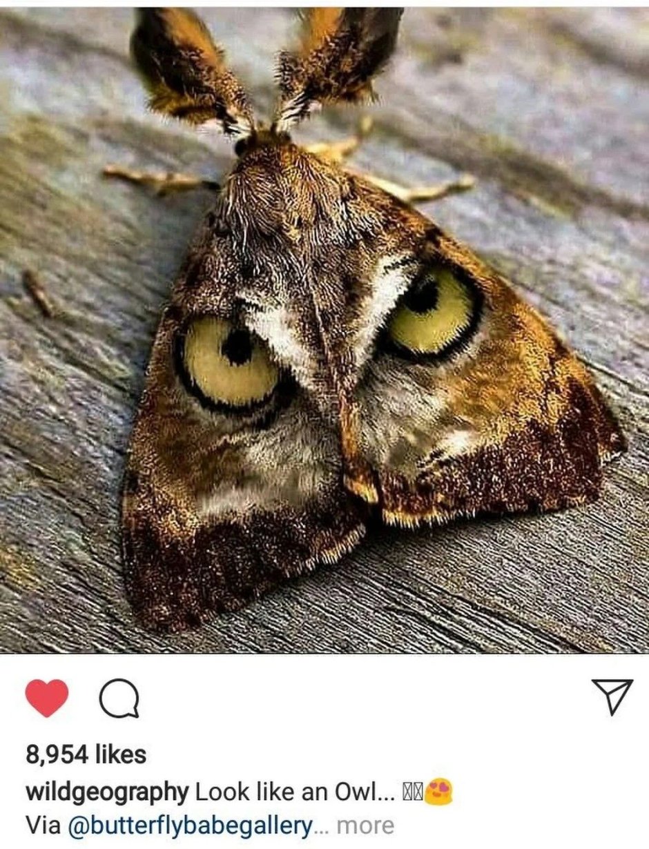Лономия бабочка
