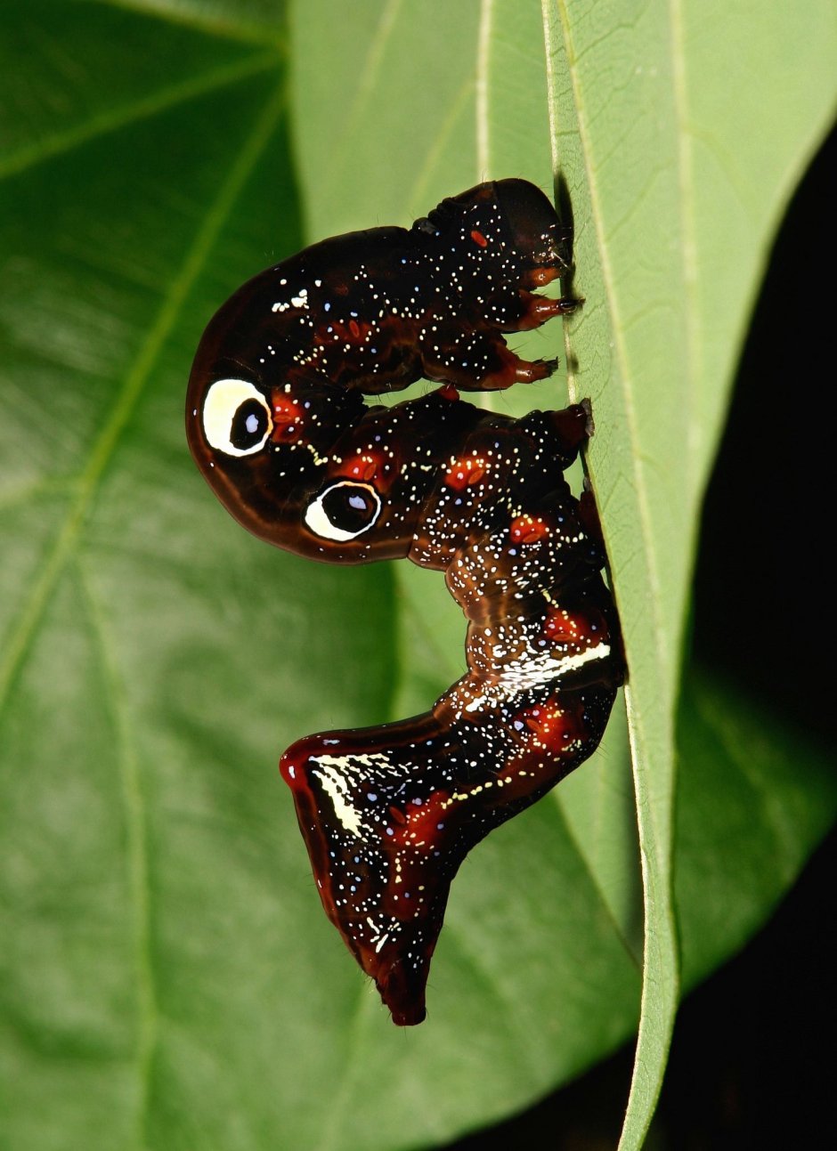 Eudocima phalonia бабочка