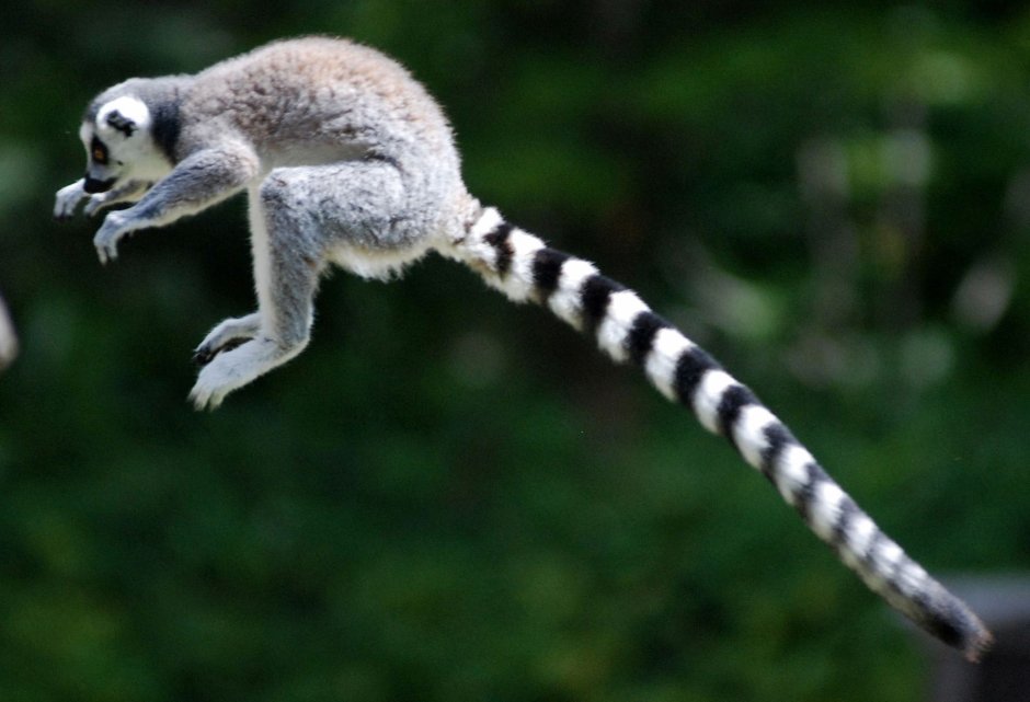 Лемур ареал