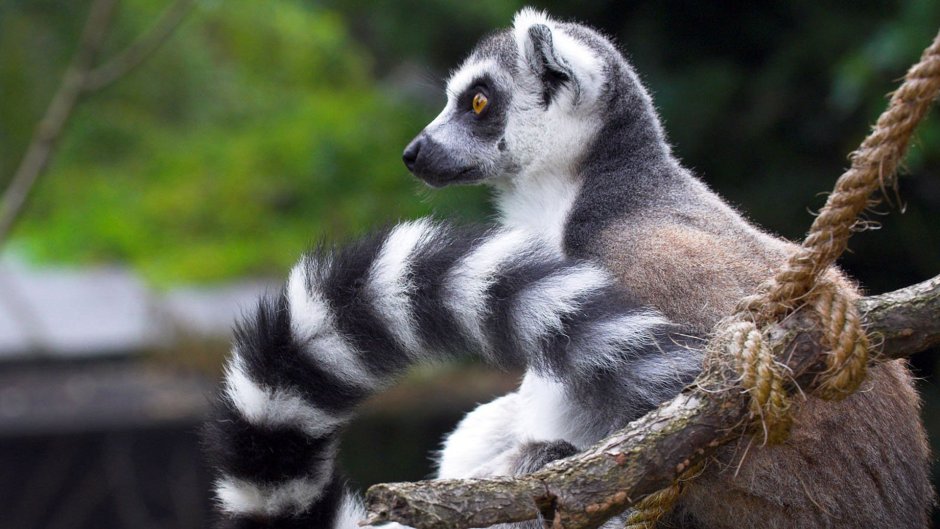 Кольцехвостый лемур