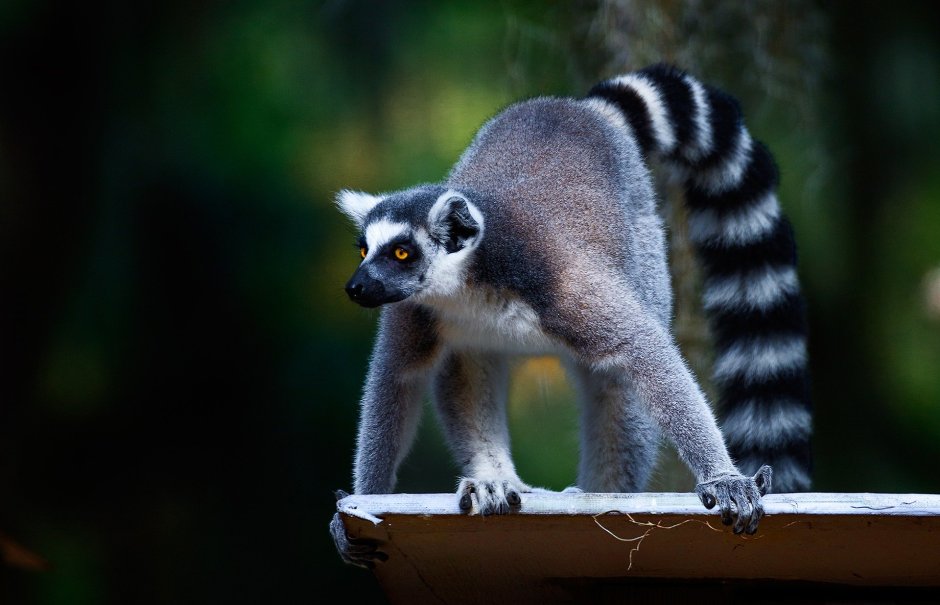 Кошачий лемур ареал