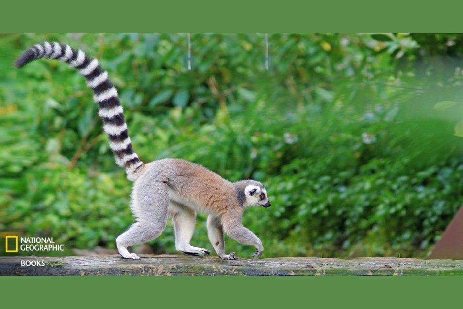 Хвост кошачьего лемура