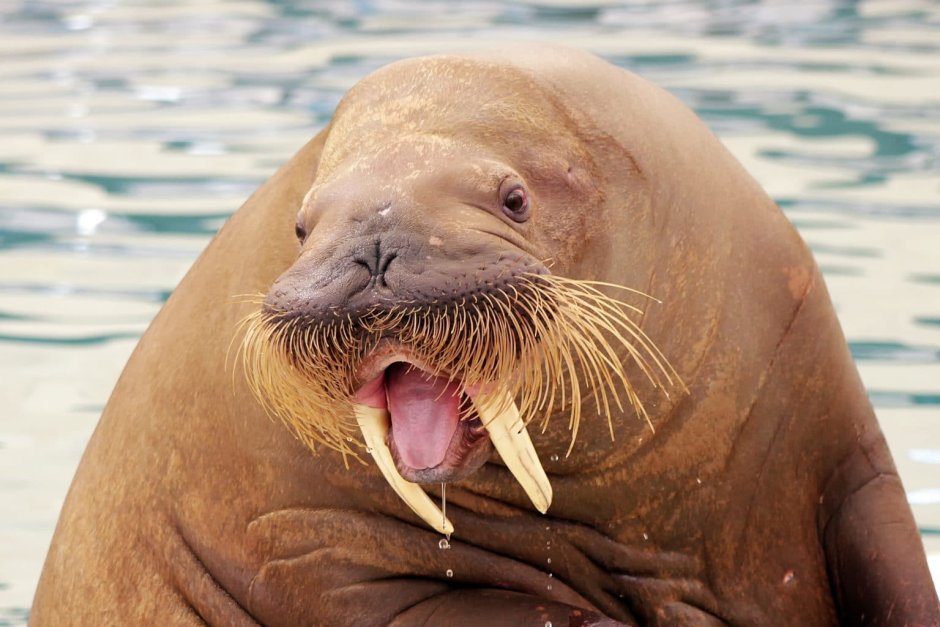 Морж Walrus