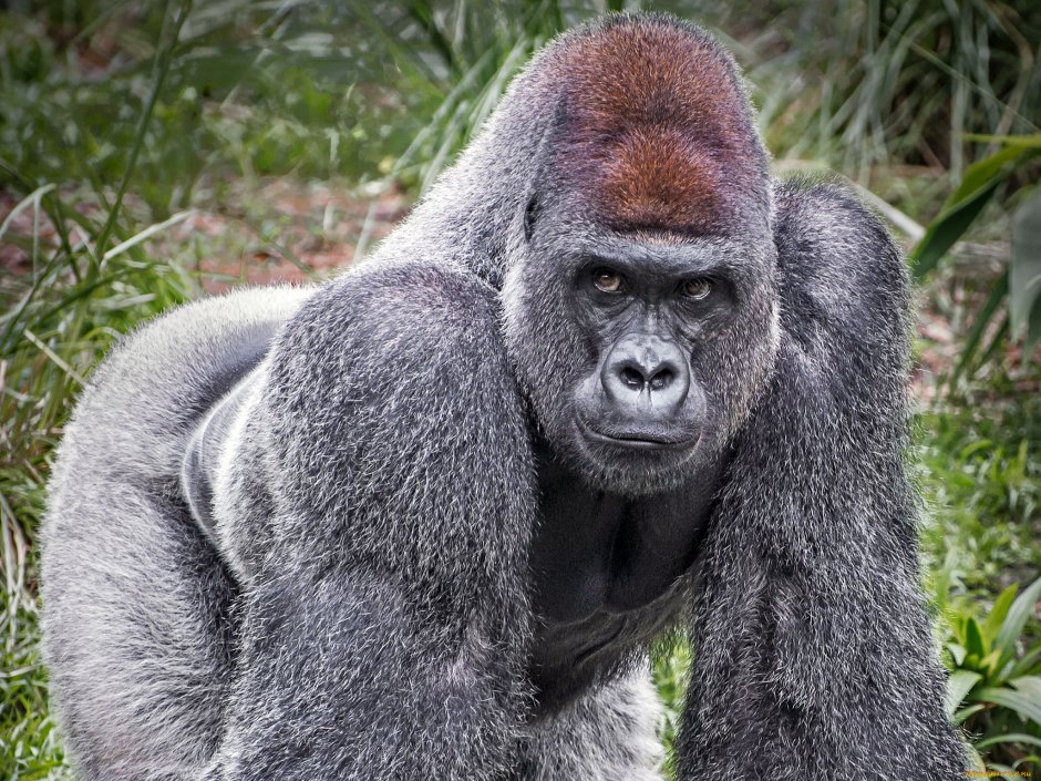 Горилла (Gorilla Gorilla)