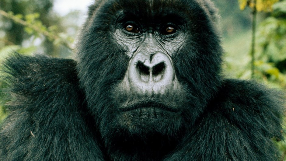 Фильм National Geographic горные гориллы