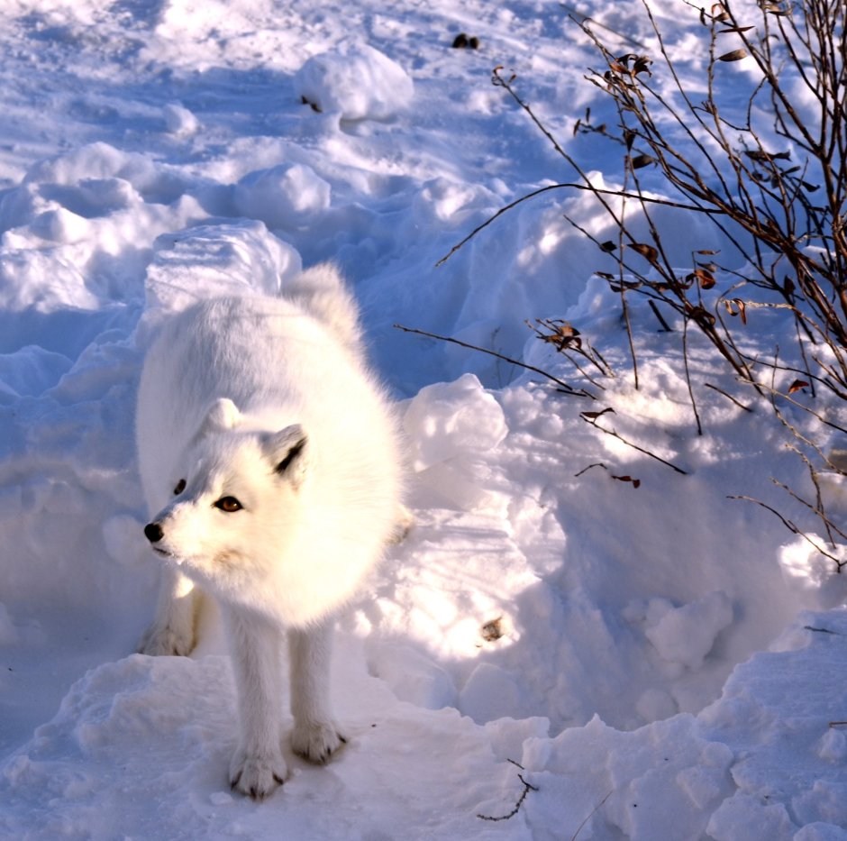 Arctic песец