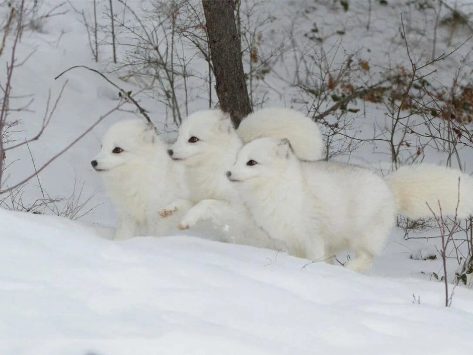 Фенек и песец