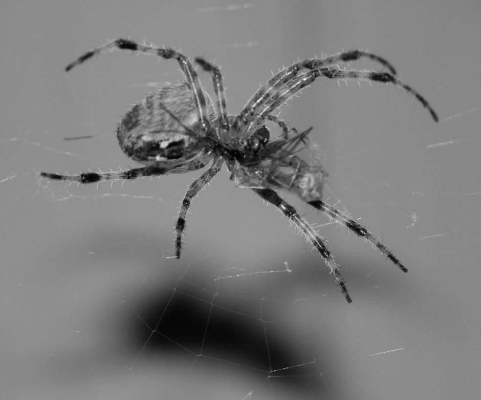 Паук серый с черными пятнами