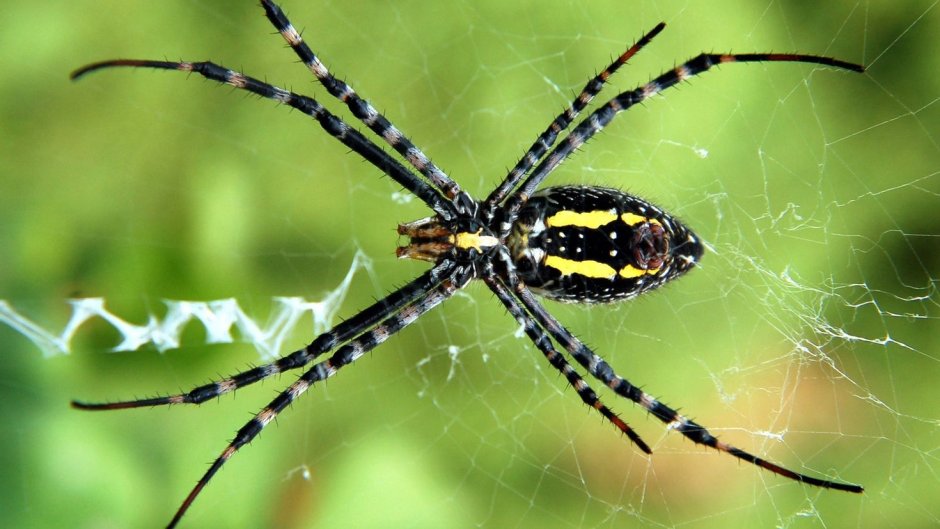 Паук арт 1920