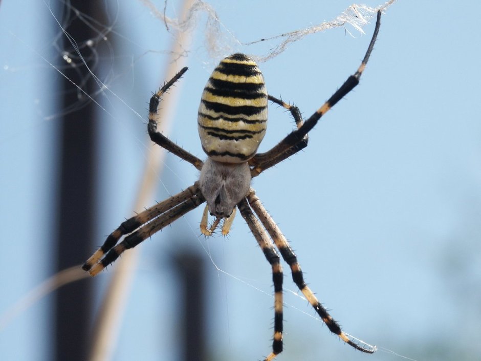 Паук Аргиопа маленький