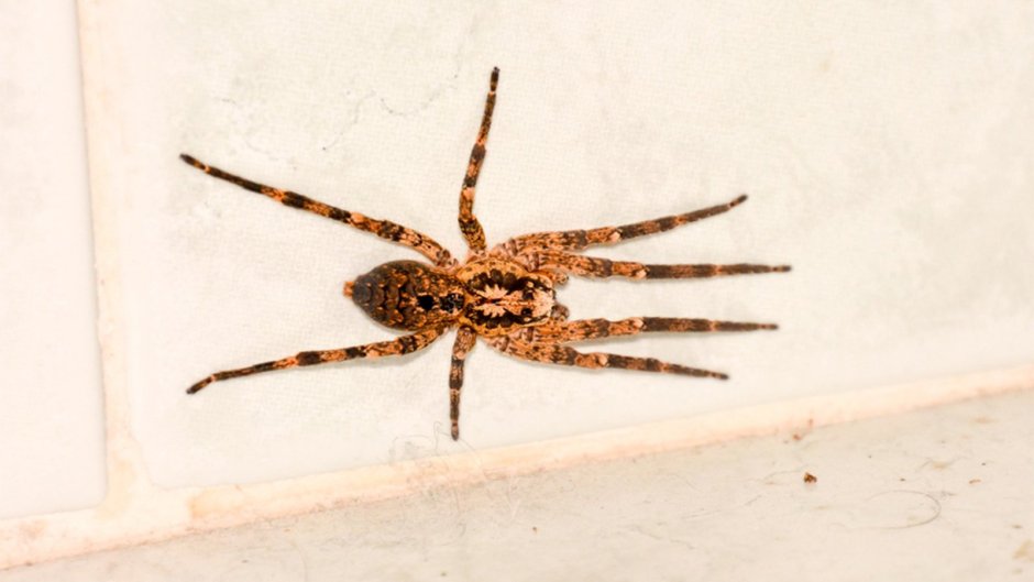 Паук на стене