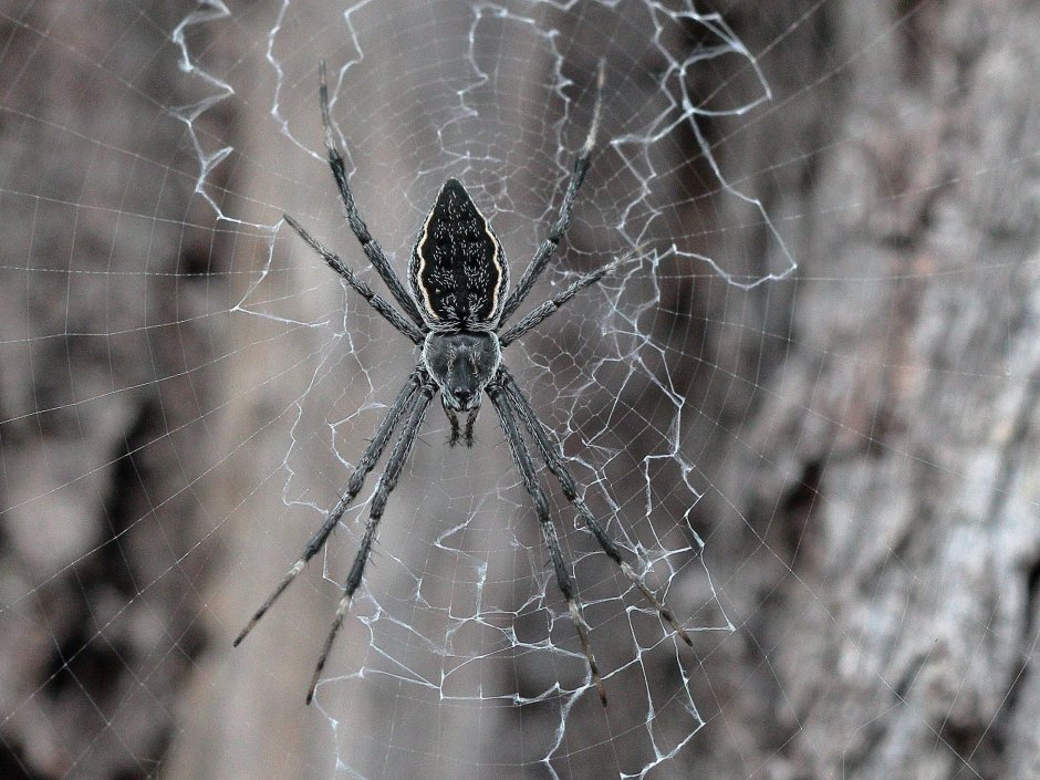Argiope aetheroides