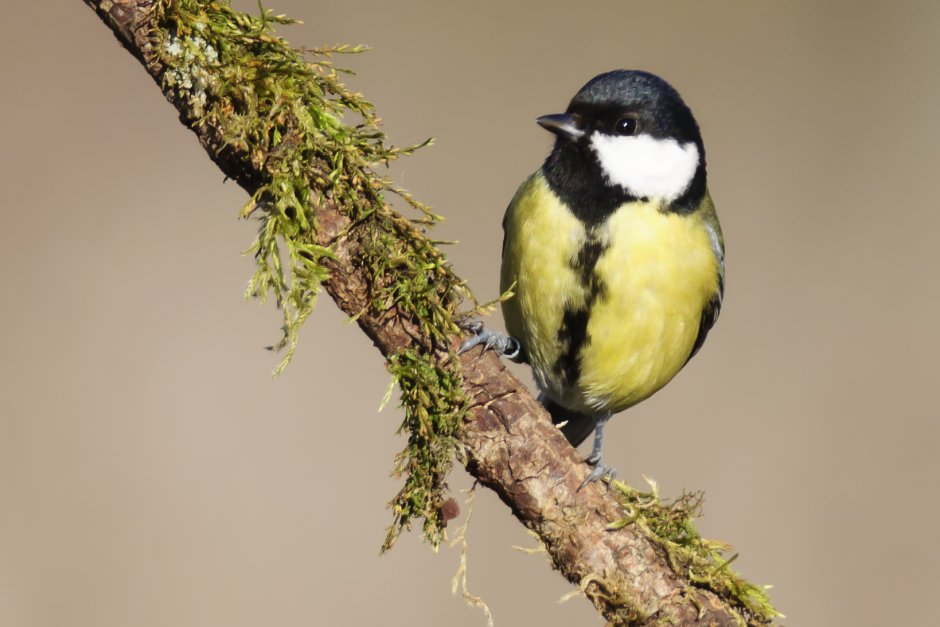 Самец синицы