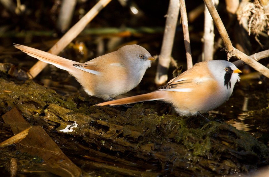 Усатая синица самка