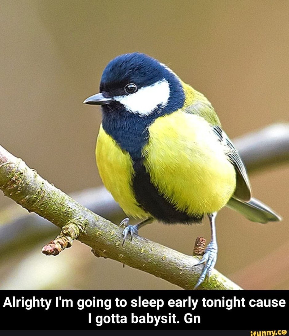 Птички Синицевые