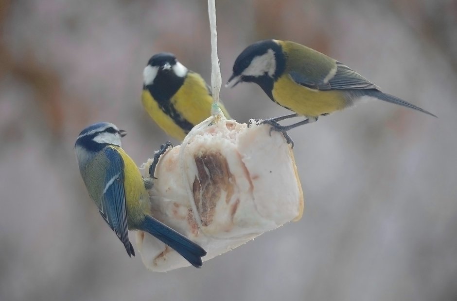 Зеленоспинная синица