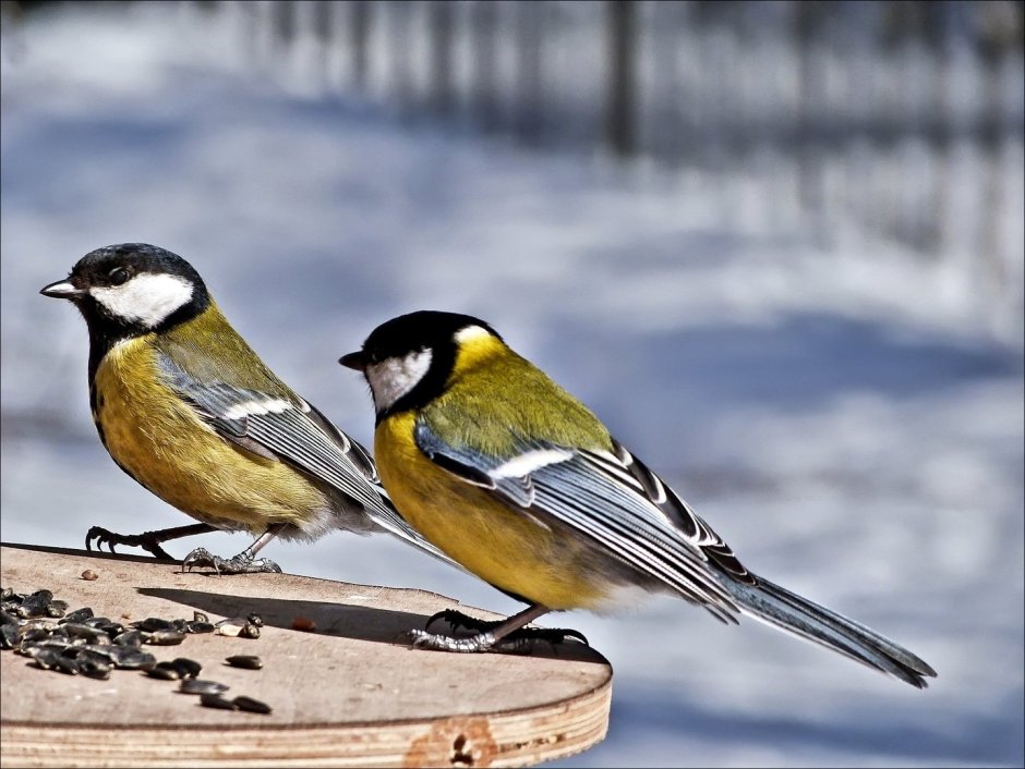 Синица обыкновенная обои