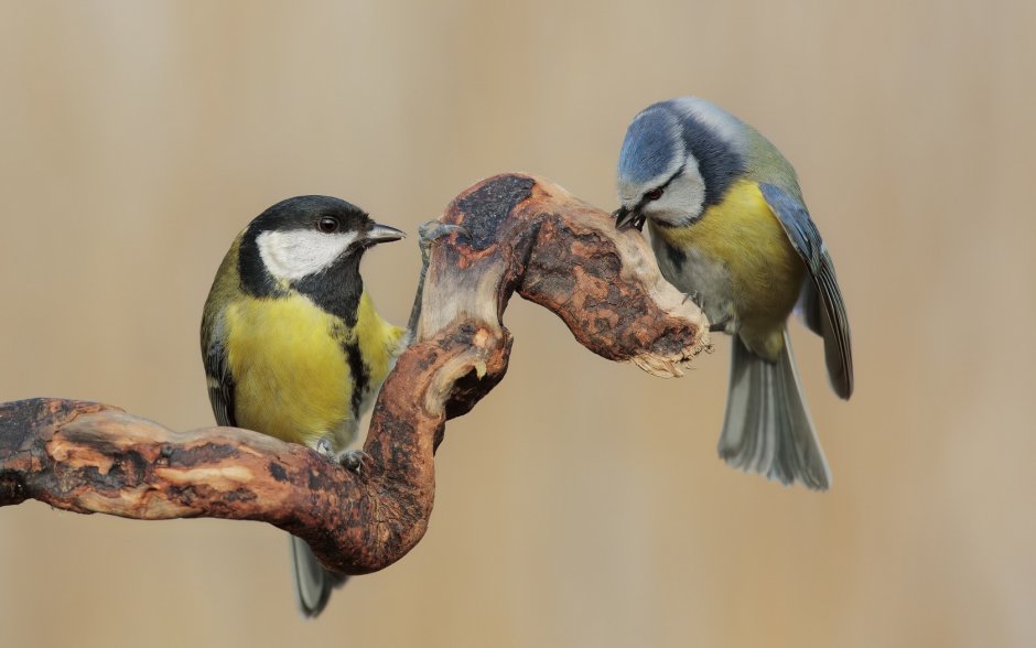 Пара синиц