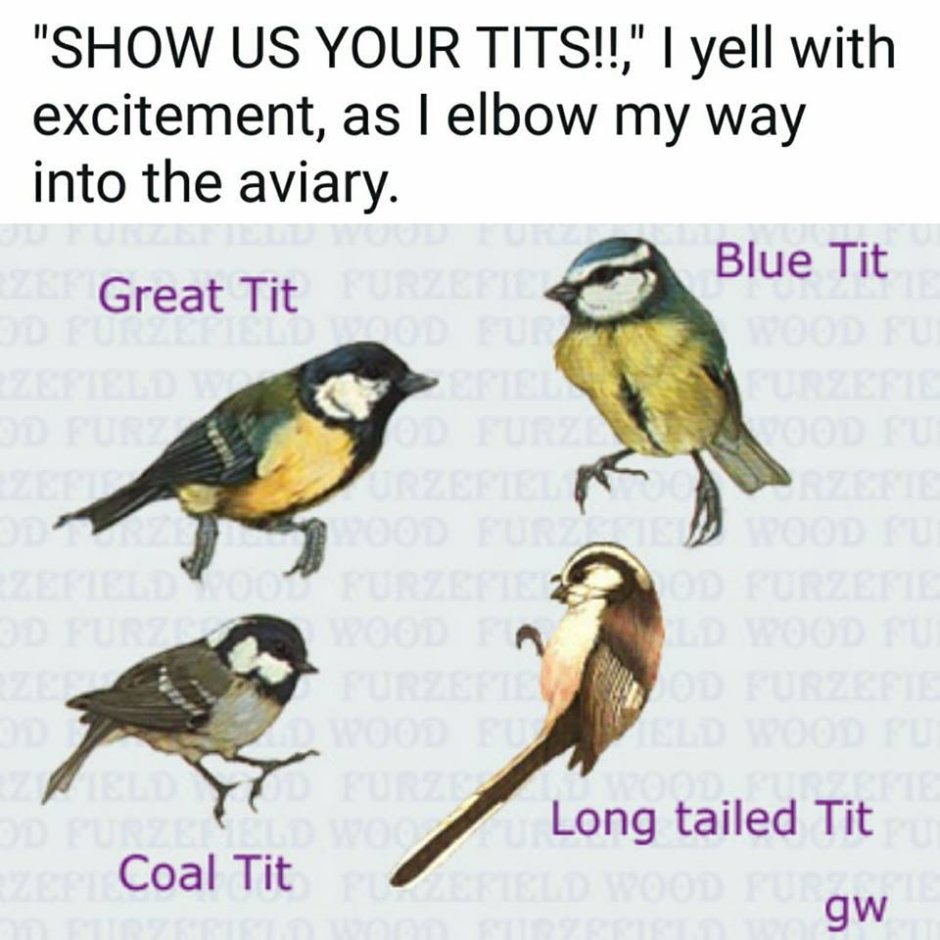 Птицы на англ Blue