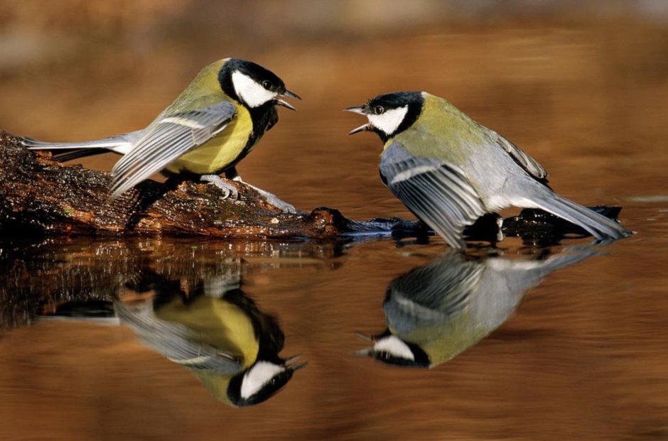 Злая синичка