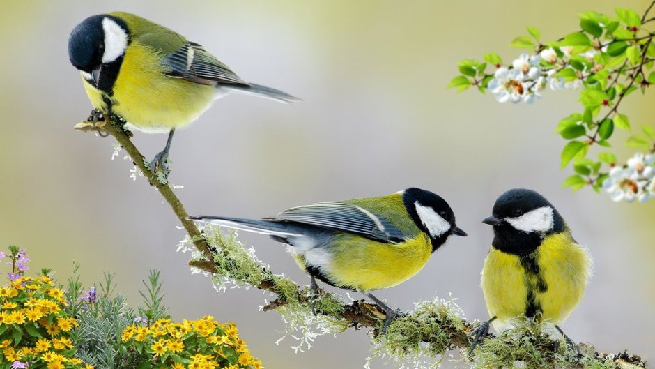 Три синички