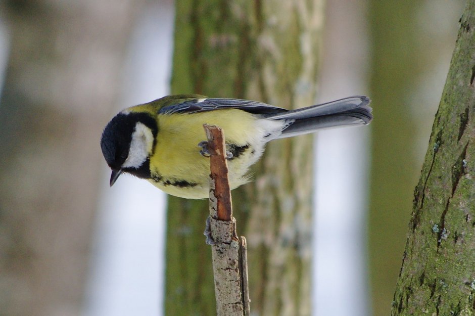 Большая синица 2 класс