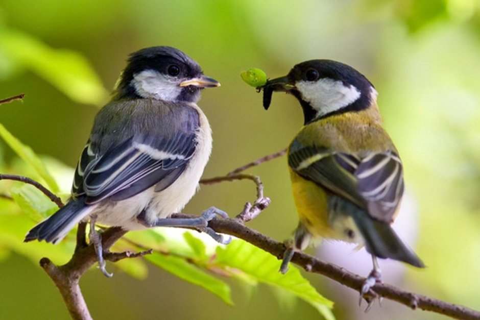 Птицы едят насекомых в саду