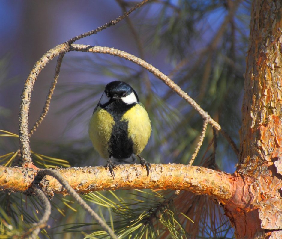 Синичка самка