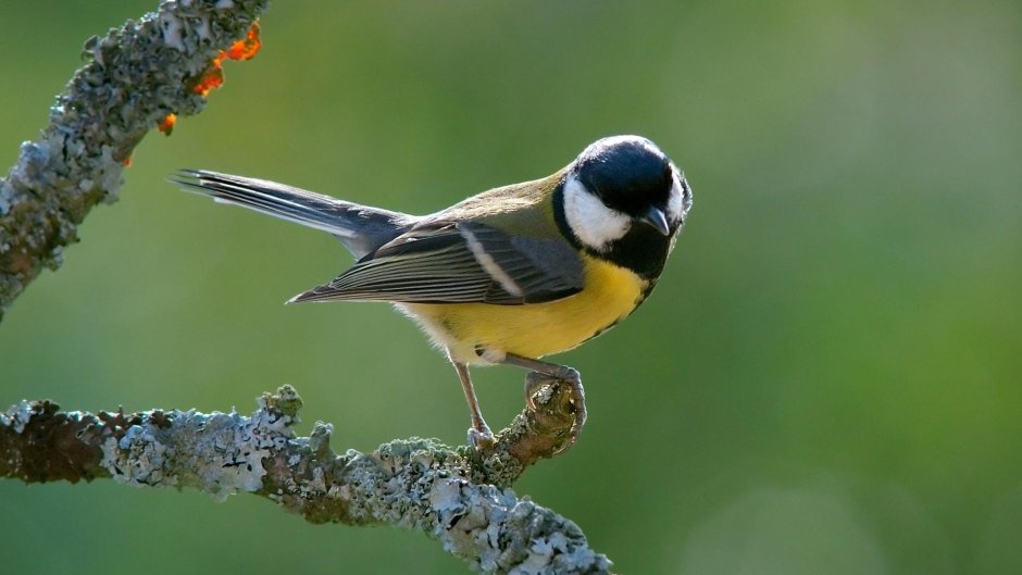 Синица Parus Major