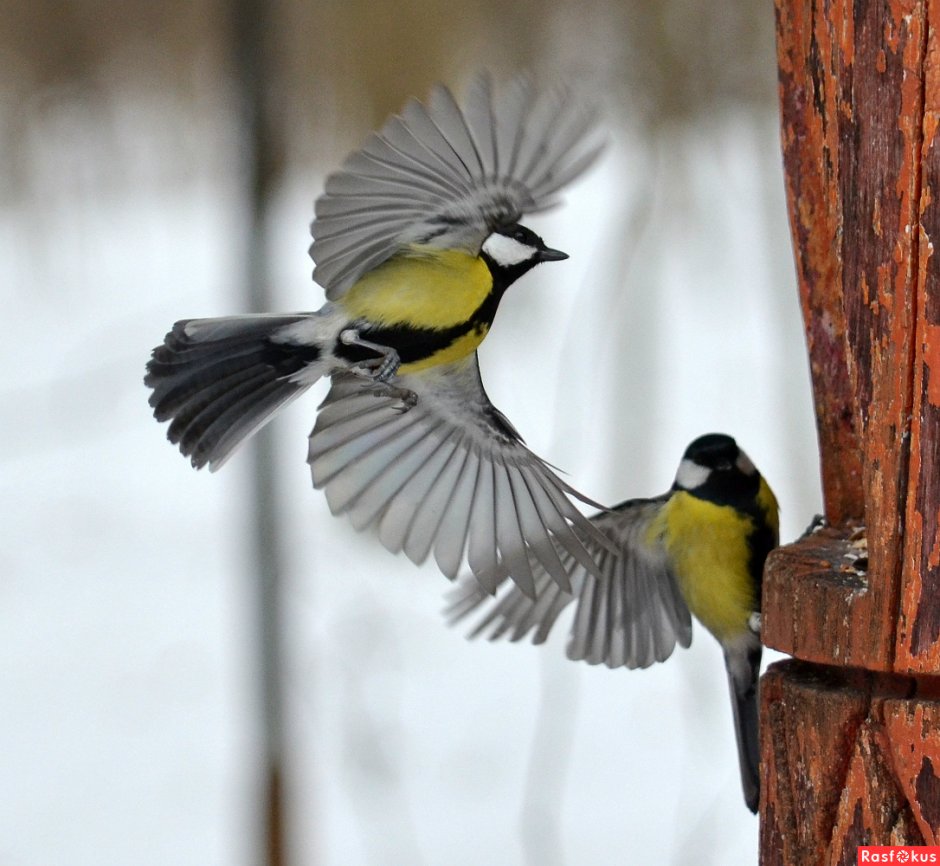 Наблюдение за синичкой