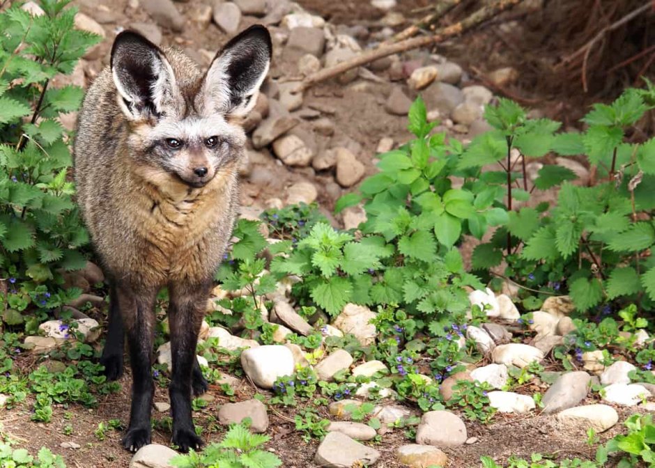 Tawny Type Fox