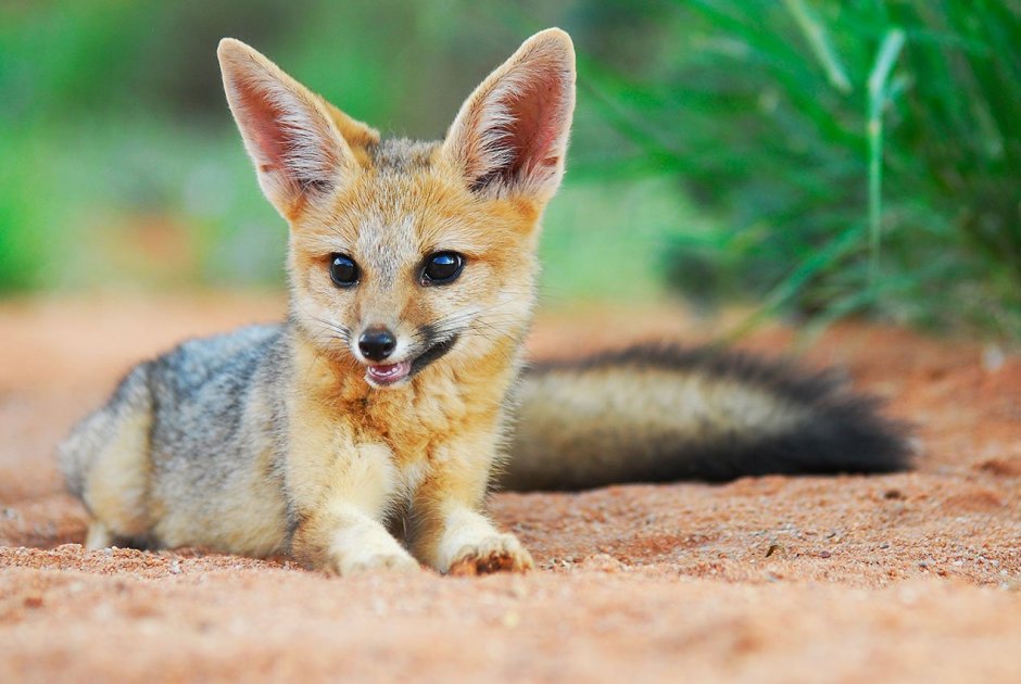 Южноафриканская лисица Vulpes chama