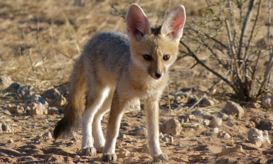 Африканская лисица Vulpes pallida