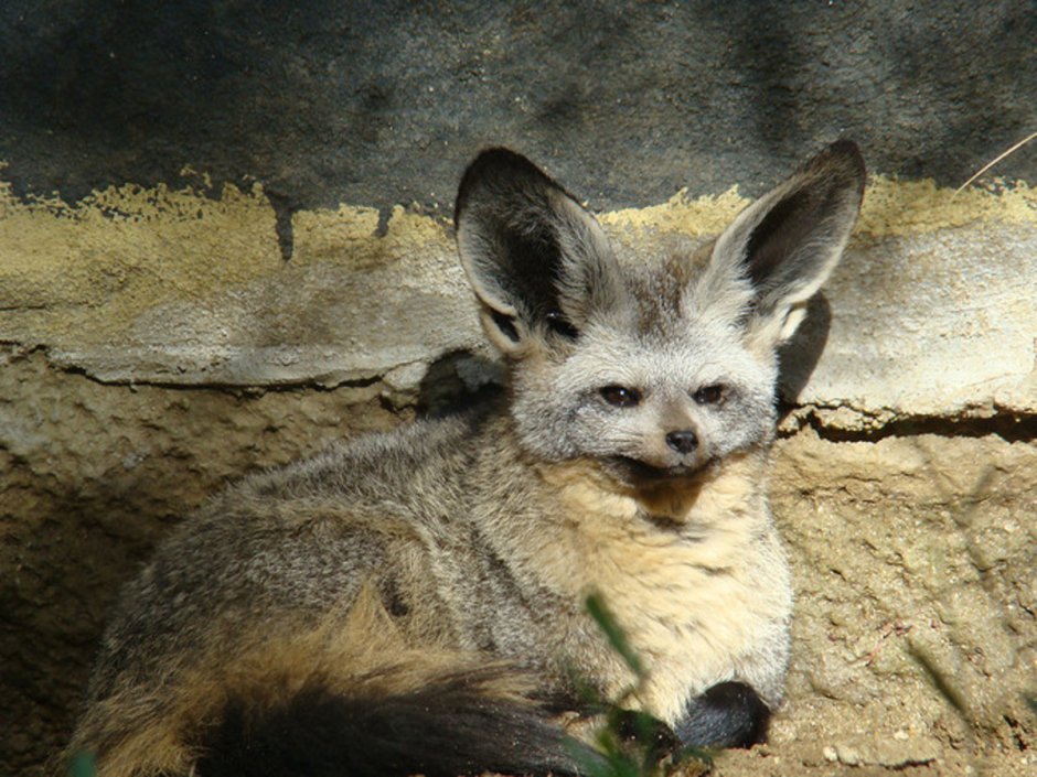 Bat eared Fox