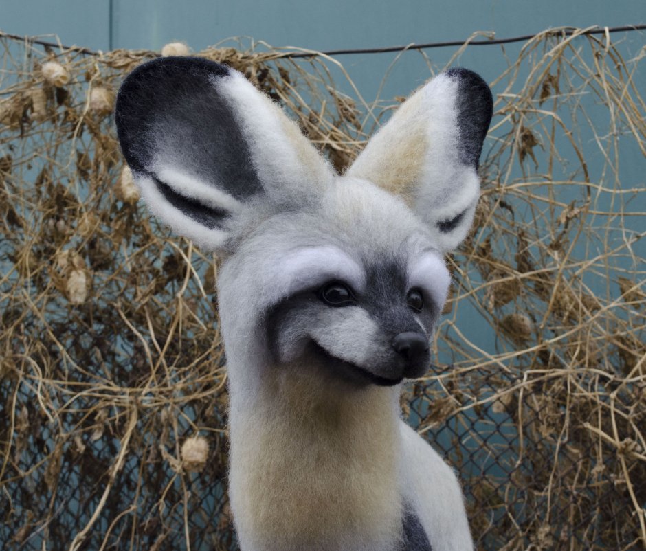 Big eared Fox