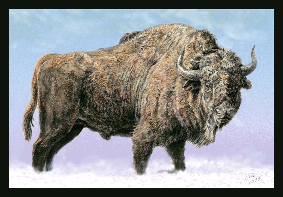 Степной Бизон Bison Priscus