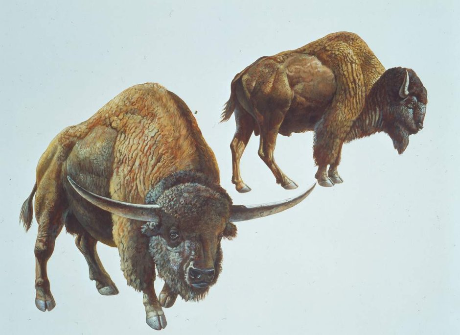 Степной Бизон Bison Priscus