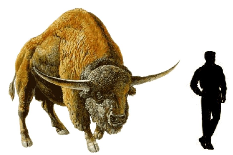Степной Бизон Bison Priscus