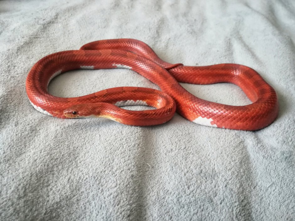 Маисовый полоз Bloodred pied