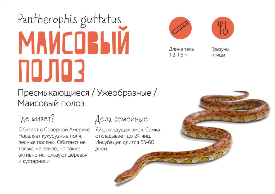 Маисовый полоз Джангл