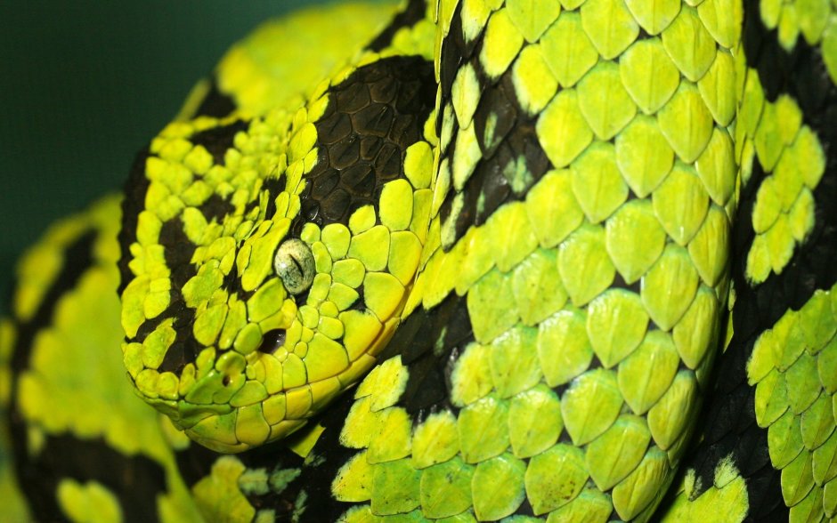 Atheris Desaixi